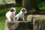 JACK RUSSEL 406